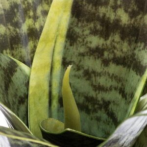 plante artificielle tigridia dans un pot noir20 cm. LIVRAISON DAKAR - SENEGAL